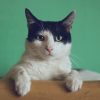 Stylish Cat Furniture: Litter Boxes & Wooden Cat Trees