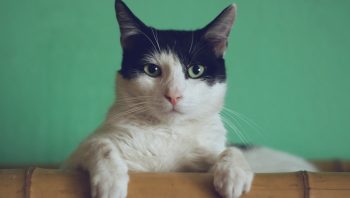 Stylish Cat Furniture: Litter Boxes & Wooden Cat Trees