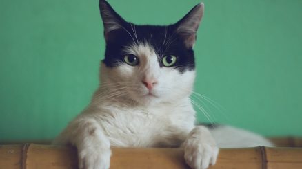 Stylish Cat Furniture: Litter Boxes & Wooden Cat Trees