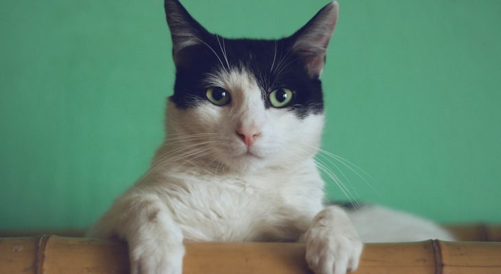 Stylish Cat Furniture: Litter Boxes & Wooden Cat Trees